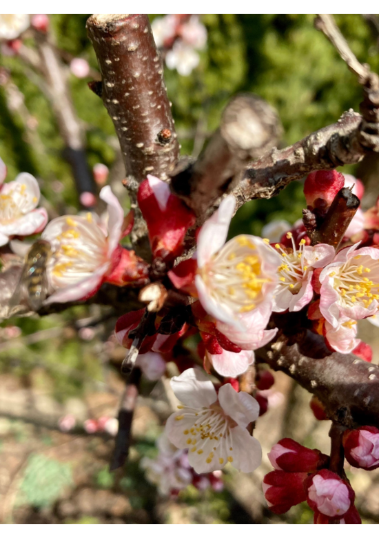 Aprikosenbaum | Prunus armeniaca 'Tros Oranje'