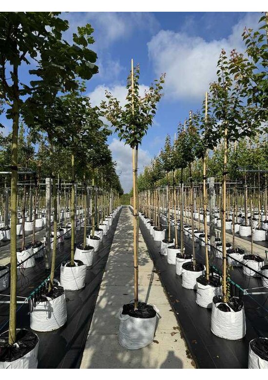 Aprikosenbaum | Prunus armeniaca 'Tros Oranje'