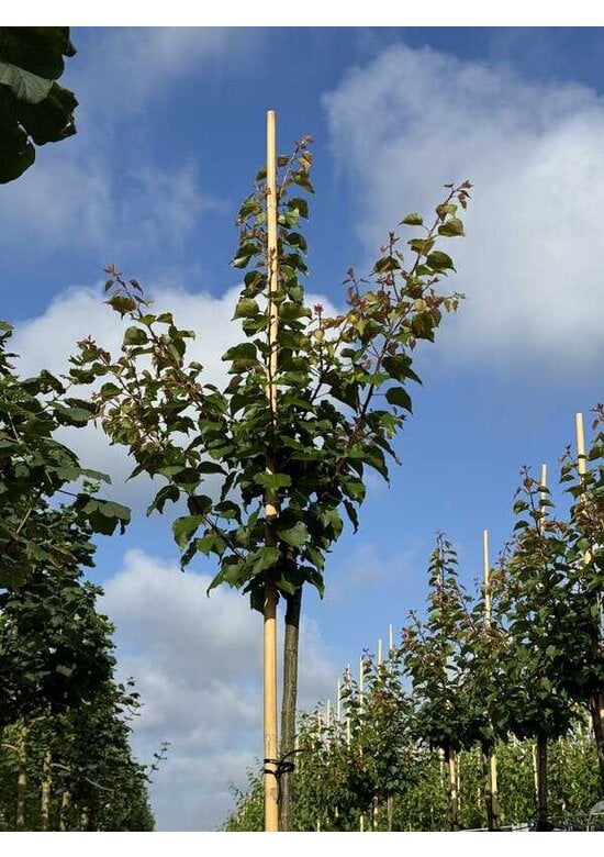 Aprikosenbaum | Prunus armeniaca 'Tros Oranje'