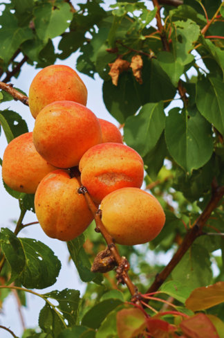 Aprikosenbaum 'Tros Oranje' | Prunus armeniaca 'Tros Oranje'