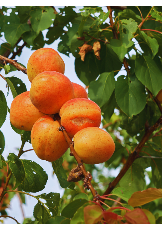 Aprikosenbaum 'Tros Oranje' | Prunus armeniaca 'Tros Oranje'