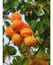 Aprikosenbaum 'Tros Oranje' | Prunus armeniaca 'Tros Oranje'