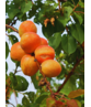Aprikosenbaum 'Tros Oranje' | Prunus armeniaca 'Tros Oranje'