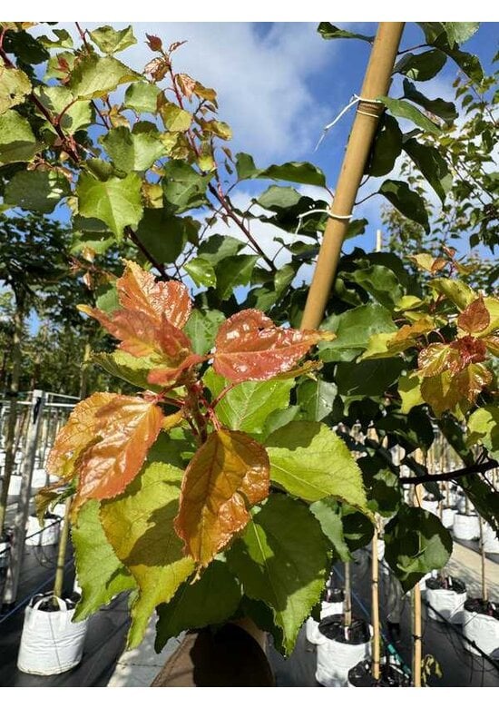 Aprikosenbaum 'Tros Oranje' | Prunus armeniaca 'Tros Oranje'