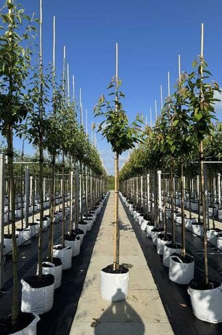 Süßkirsche 'Early Rivers' | Prunus avium 'Early Rivers'