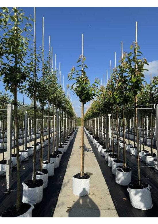 Süßkirsche 'Early Rivers' | Prunus avium 'Early Rivers'