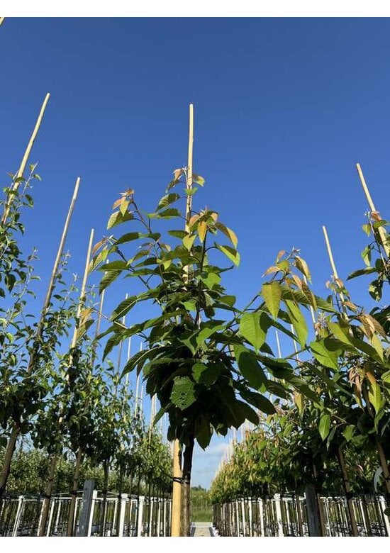 Süßkirsche 'Early Rivers' | Prunus avium 'Early Rivers'