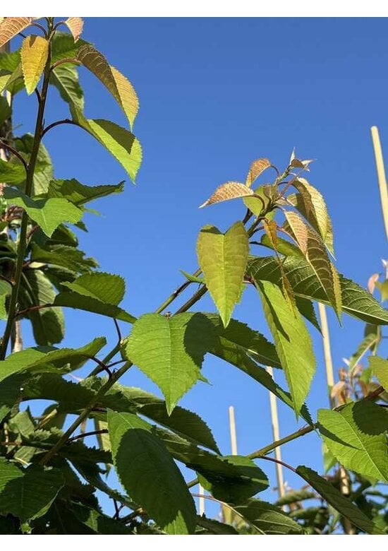 Süßkirsche 'Early Rivers' | Prunus avium 'Early Rivers'