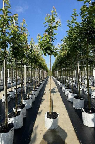 Süßkirsche 'Castor' | Prunus avium 'Castor'