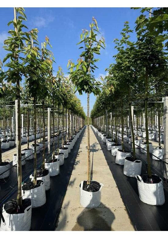 Süßkirsche 'Castor' | Prunus avium 'Castor'