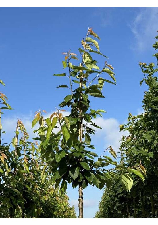 Süßkirsche 'Castor' | Prunus avium 'Castor'