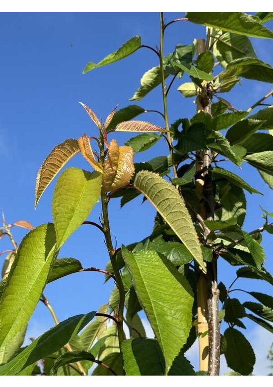 Süßkirsche | Prunus avium 'Castor'