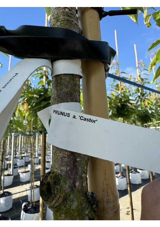 Süßkirsche 'Castor' | Prunus avium 'Castor'