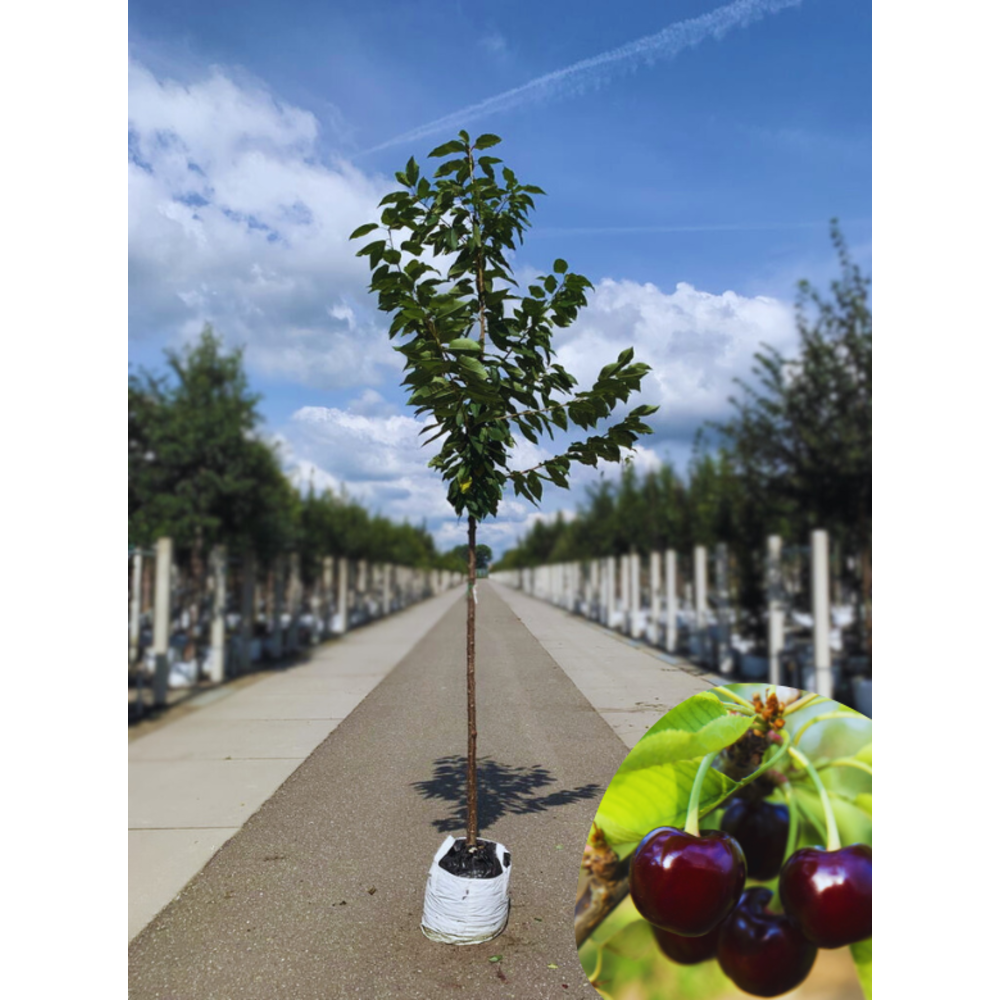 Süßkirsche Sunburst kaufen? Perfekt für jeden Garten Venovi