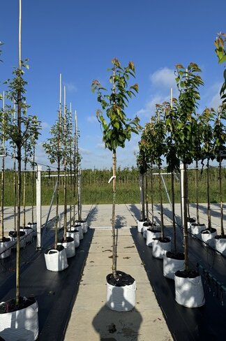 Süßkirsche 'Van' | Prunus avium 'Van'