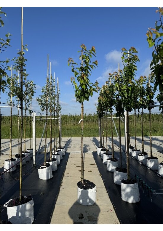 Süßkirsche 'Van' | Prunus avium 'Van'