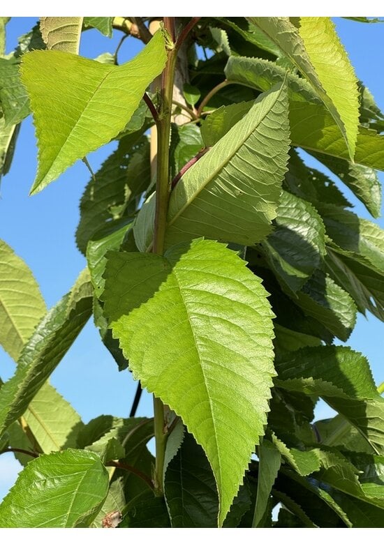 Süßkirsche 'Van' | Prunus avium 'Van'