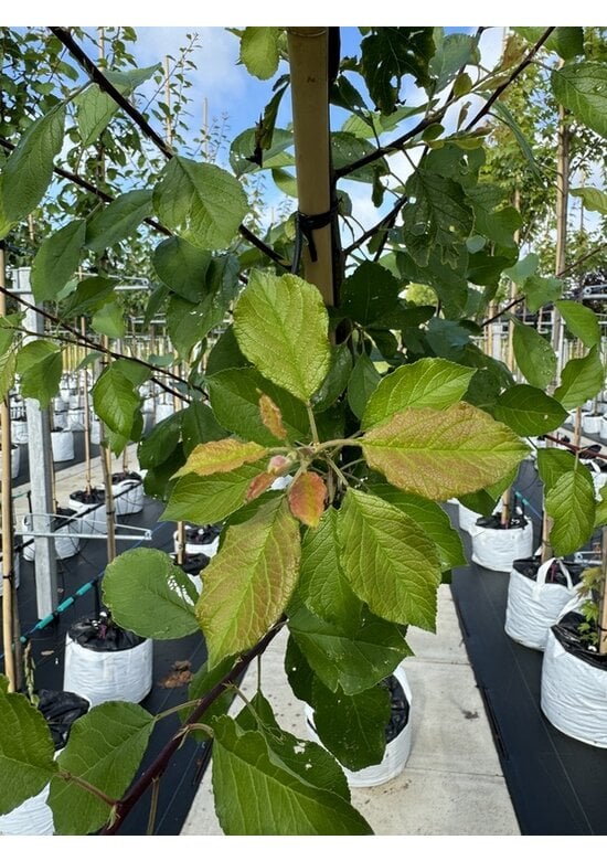 Pflaumenbaum 'Opal' | Prunus domestica ‘Opal'