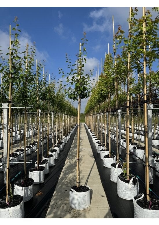 Pflaumenbaum 'Opal' | Prunus domestica ‘Opal'