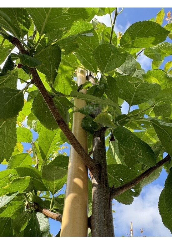 Pflaumenbaum 'Opal' | Prunus domestica ‘Opal'