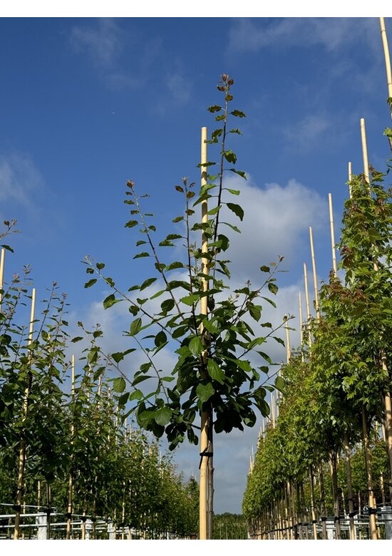 Pflaumenbaum 'Opal' | Prunus domestica ‘Opal'