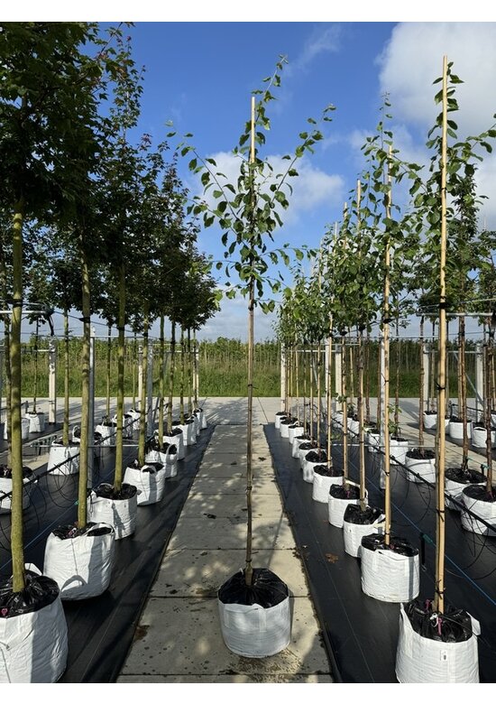 Pflaumenbaum 'Victoria' | Prunus domestica ‘Victoria’