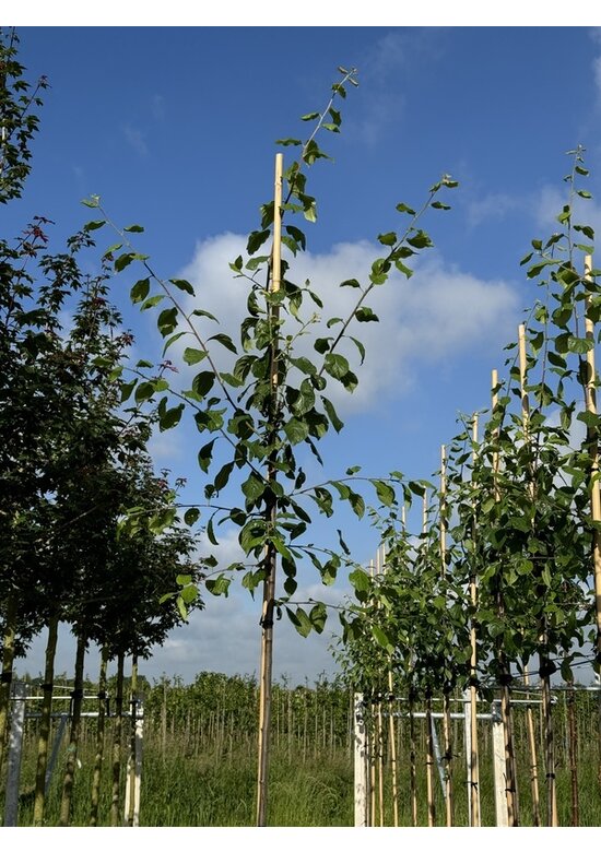 Pflaumenbaum 'Victoria' | Prunus domestica ‘Victoria’