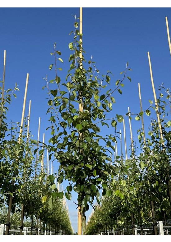 Birnenbaum 'Beurré Hardy' | Pyrus communis 'Beurré Hardy'