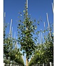 Birnenbaum 'Beurré Hardy' | Pyrus communis 'Beurré Hardy' Birnenbaum 'Beurré Hardy' | Pyrus communis 'Beurré Hardy'