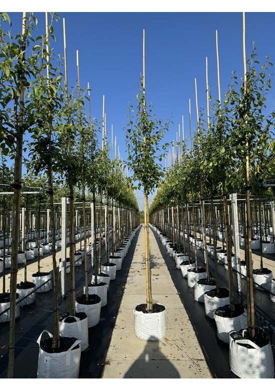 Birnenbaum 'Beurré Hardy' | Pyrus communis 'Beurré Hardy' Birnenbaum 'Beurré Hardy' | Pyrus communis 'Beurré Hardy'