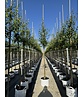 Birnenbaum 'Beurré Hardy' | Pyrus communis 'Beurré Hardy' Birnenbaum 'Beurré Hardy' | Pyrus communis 'Beurré Hardy'