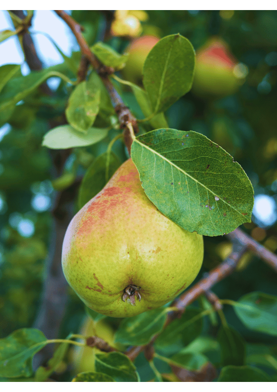 Birnenbaum 'Beurré Hardy' | Pyrus communis 'Beurré Hardy'
