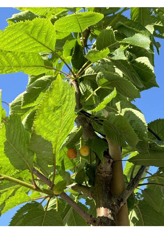 Süßkirsche 'Varikse Zwarte' | Prunus avium 'Varikse Zwarte'