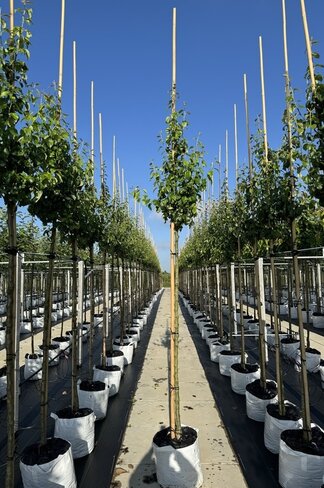 Birnenbaum 'Triomphe de Vienne' | Pyrus communis 'Triomphe de Vienne'