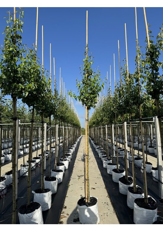 Birnenbaum 'Triomphe de Vienne' | Pyrus communis 'Triomphe de Vienne' Birnenbaum 'Triomphe de Vienne' | Pyrus communis 'Triomphe de Vienne'