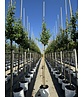 Birnenbaum 'Triomphe de Vienne' | Pyrus communis 'Triomphe de Vienne' Birnenbaum 'Triomphe de Vienne' | Pyrus communis 'Triomphe de Vienne'