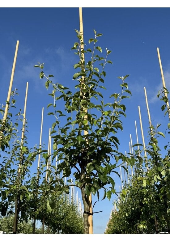 Birnenbaum 'Triomphe de Vienne' | Pyrus communis 'Triomphe de Vienne'