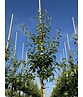 Birnenbaum 'Triomphe de Vienne' | Pyrus communis 'Triomphe de Vienne' Birnenbaum 'Triomphe de Vienne' | Pyrus communis 'Triomphe de Vienne'