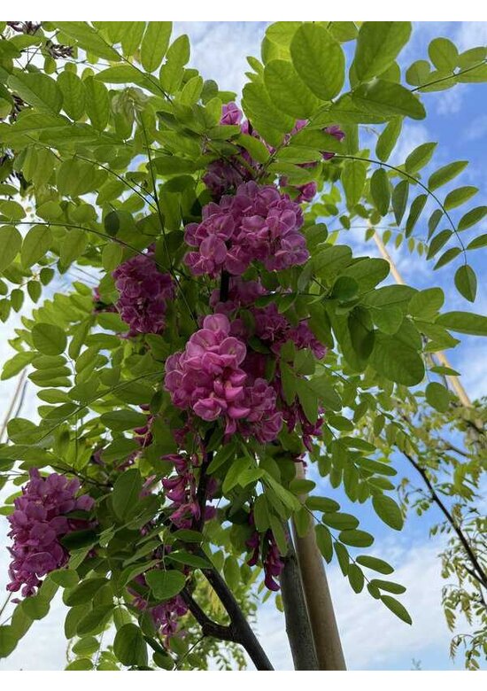 Rotblühende Akazie 'Casque Rouge' | Robinia margaretta 'Casque Rouge'