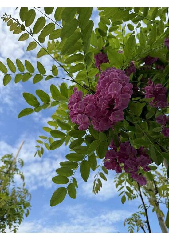 Rotblühende Akazie 'Casque Rouge' | Robinia margaretta 'Casque Rouge'
