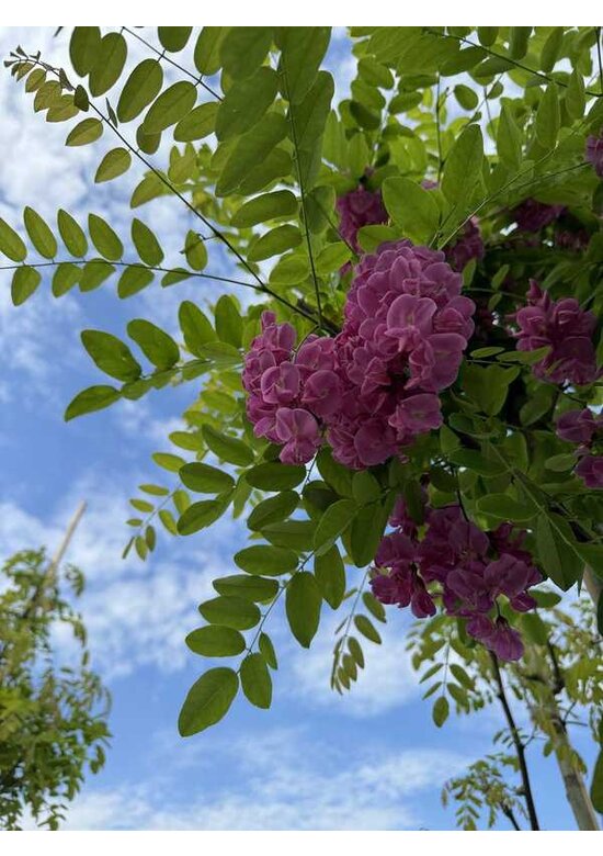 Rotblühende Akazie 'Casque Rouge' | Robinia margaretta 'Casque Rouge'