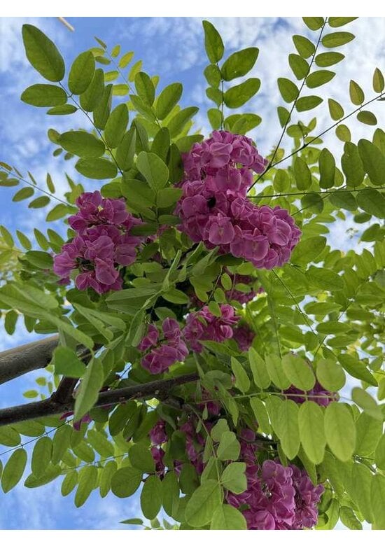 Rotblühende Akazie 'Casque Rouge' | Robinia margaretta 'Casque Rouge'