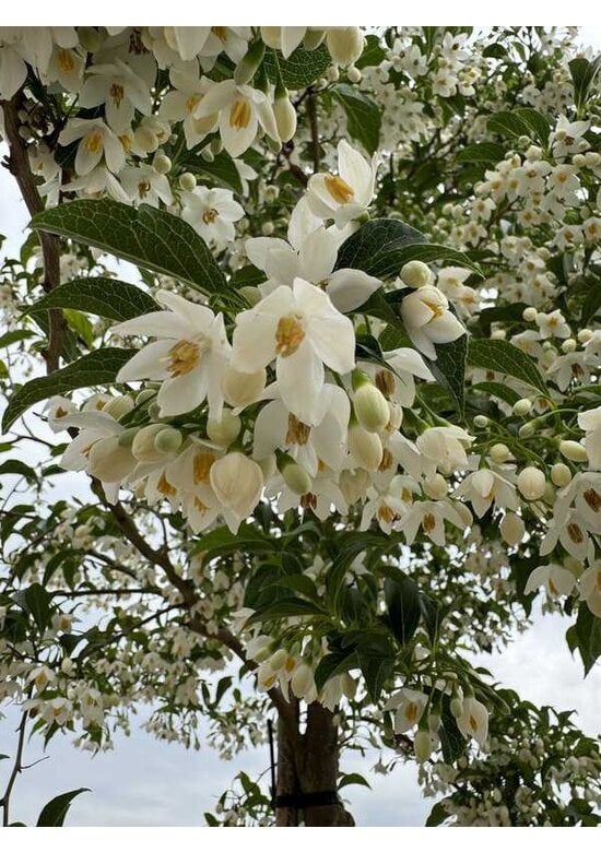 Japanischer Storaxbaum | Styrax japonicus