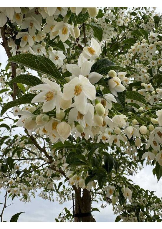 Japanischer Storaxbaum | Styrax japonicus