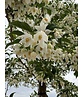 Japanischer Storaxbaum | Styrax japonicus