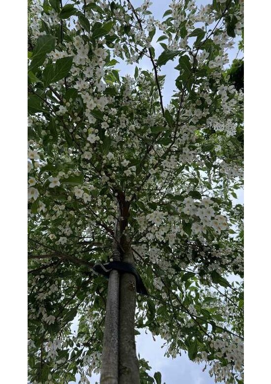 Japanischer Storaxbaum | Styrax japonicus