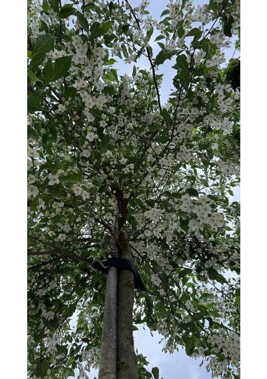 Storaxbaum | Styrax japonicus
