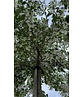 Japanischer Storaxbaum | Styrax japonicus