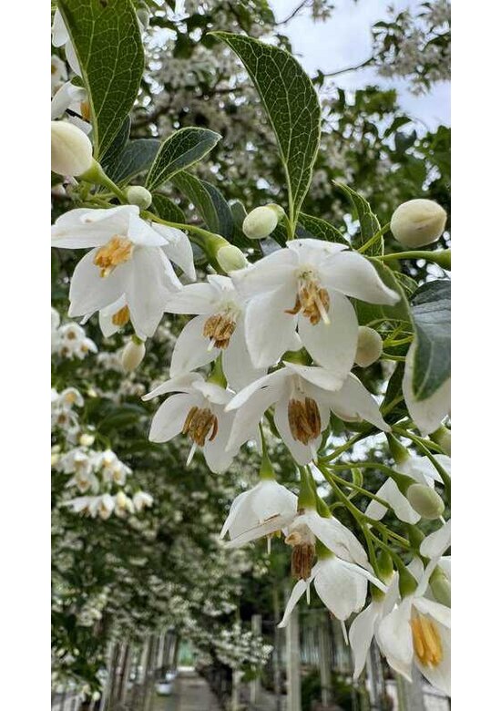Japanischer Storaxbaum | Styrax japonicus