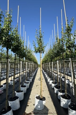 Birnenbaum 'Zoete Brederode' | Pyrus communis 'Zoete Brederode'
